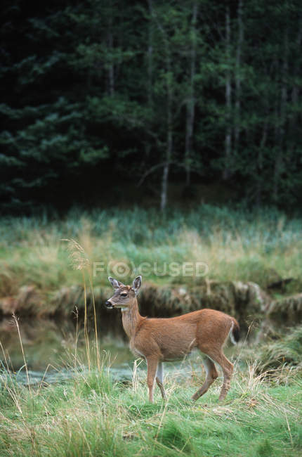 Cerf de Virginie dans un paysage vert — Photo de stock