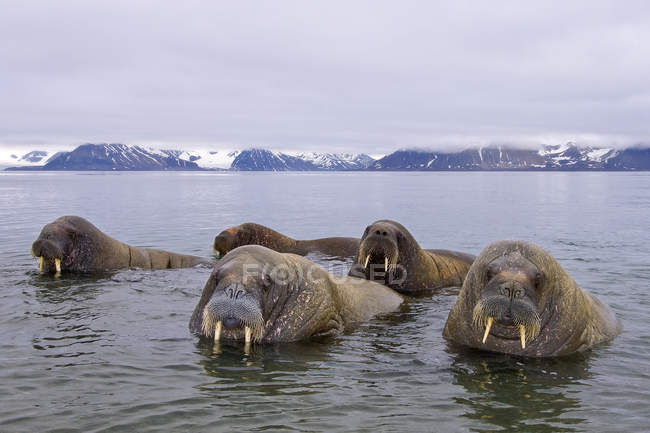 Atlantic walruses in water at Svalbard Archipelago, Arctic Norway — Stock Photo