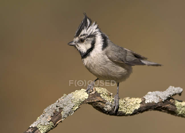 Bridled pájaro titmouse en la percha en el bosque . - foto de stock