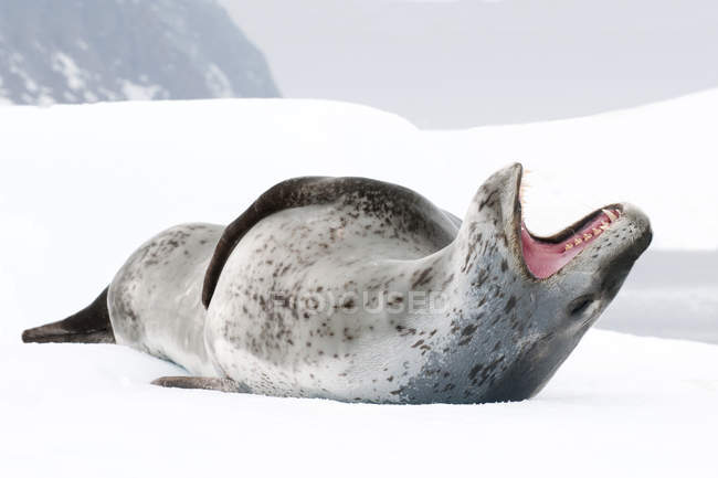 Femmina di foca leopardata sdraiata con bocca aperta sul pack ice, isola di Pleneau, penisola antartica, Antartide — Foto stock