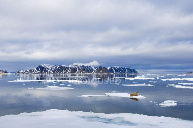 Morsa atlântica deitada em gelo no mar pelo Arquipélago de Svalbard, no Ártico da Noruega — Fotografia de Stock