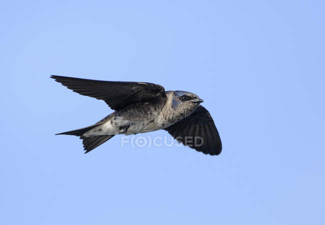 Purpurschwalbe fliegt mit ausgestreckten Flügeln in den blauen Himmel. — Stockfoto