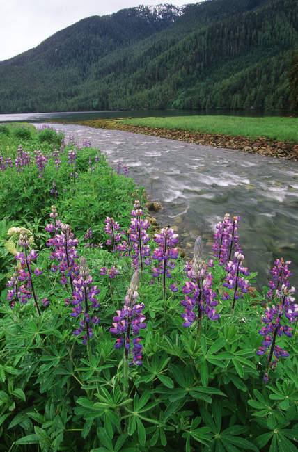 Estuário de Altanash e tremoços floridos na Costa Central, British Columbia, Canadá . — Fotografia de Stock