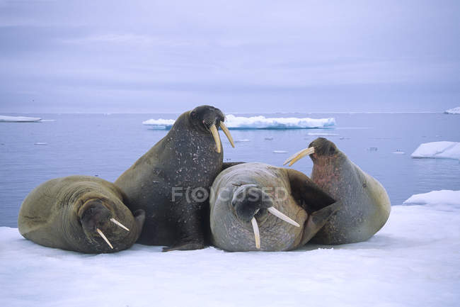 Атлантичний зльоту моржів, тинятись на pack льоду, Шпіцберген, арктичної Норвегії — стокове фото