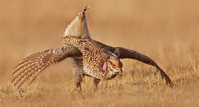 Male sharp-tailed grouse in mating dance in meadow — Stock Photo