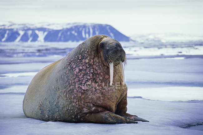 Атлантический морж, лежащий на паковом льду в море архипелага Шпицберген, Арктическая Норвегия — стоковое фото