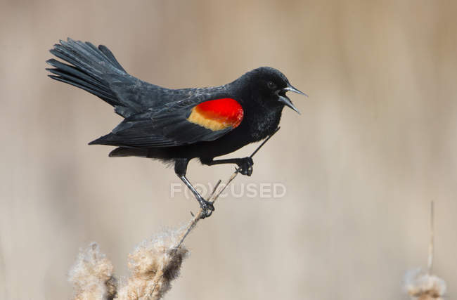 Red-winged blackbird perched on grass and calling — Stock Photo