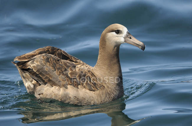 Albatros de patas negras nadando en agua azul, de cerca . - foto de stock