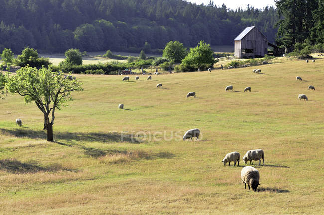 Pâturage des moutons au parc provincial Ruckle sur l'île Saltspring, Canada . — Photo de stock