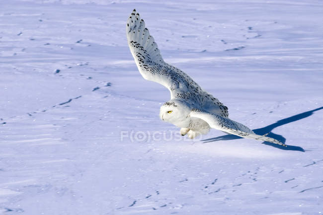 Caccia gufo nevoso in volo sopra la prateria nevosa
. — Foto stock