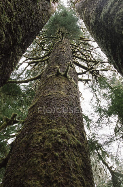 Three Sisters sitka spruces growing in grove in Carmanah Valley, Vancouver island, British Columbia, Canadá . - foto de stock