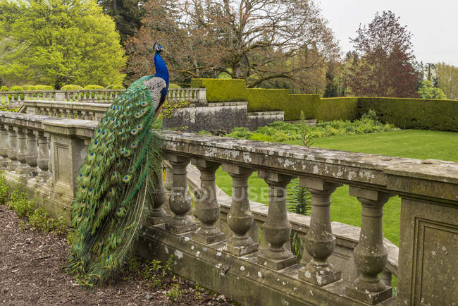 Peacock perched on stone fence at Hatley Castle, Colwood, British Columbia, Canada — Stock Photo