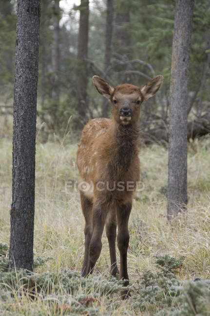 Wild calf elk  standing in Jasper National Park, Alberta, Canada — Stock Photo