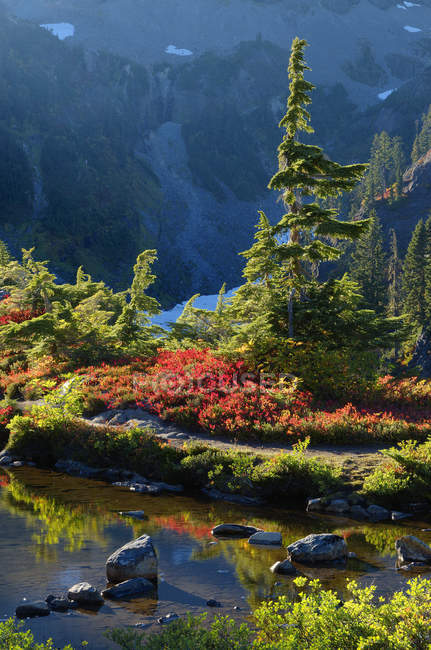 Água e folhagem outonal da Floresta Nacional Mount Baker-Snoqualmie, Washington, Estados Unidos da América — Fotografia de Stock