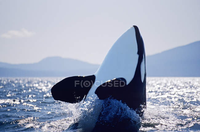 Killer whale hopping in water of British Columbia, Canada. — Stock Photo
