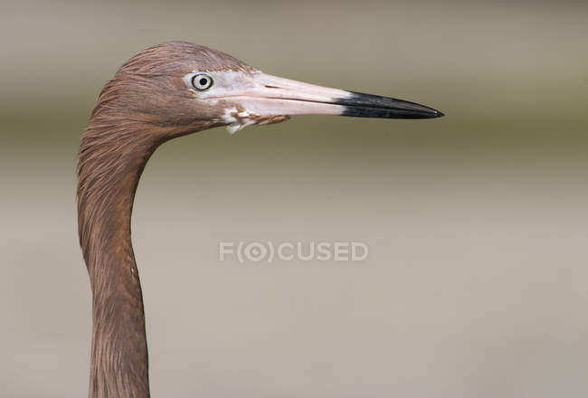 Reddish egret wading bird, portrait — Stock Photo