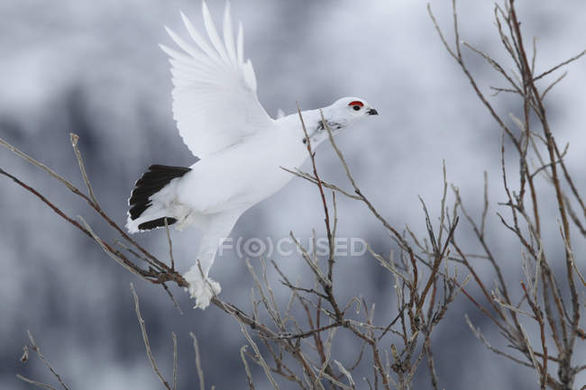 Partridge grouse in winter plumage taking flight in woodland. — Stock Photo