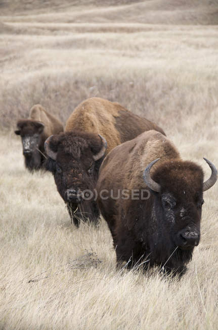 American bisons on grassland of Wind Cave National Park, South Dakota, United States of America. — Stock Photo