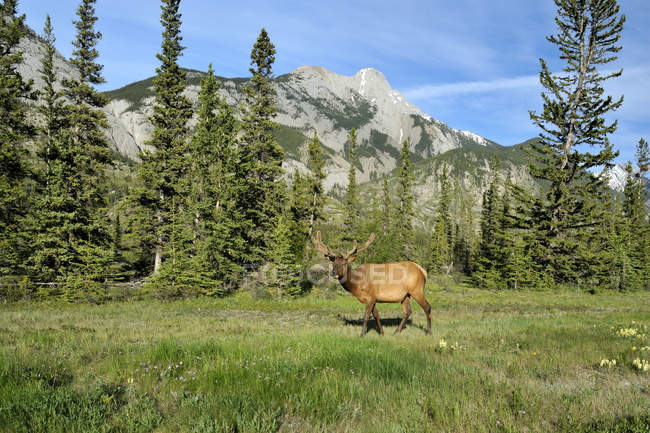 Wild elk grazing on green meadow at Jasper National Park, Alberta, Canada — Stock Photo