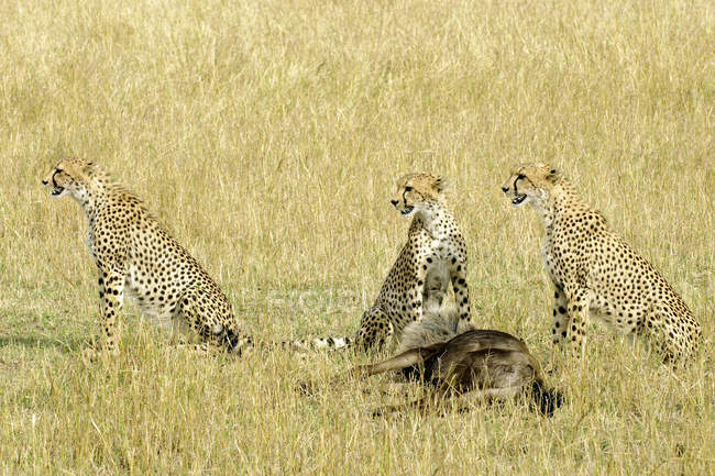 Cheetahs com presas de gnus no prado da Reserva Masai Mara, Quênia, África Oriental — Fotografia de Stock
