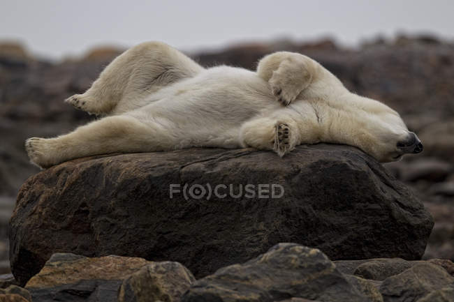 Urso polar deitado e relaxante sobre rochas em Churchill, Manitoba, Canadá — Fotografia de Stock