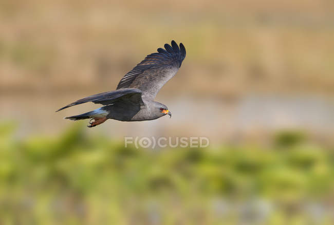 Snail kite flying in midair outdoors. — Stock Photo