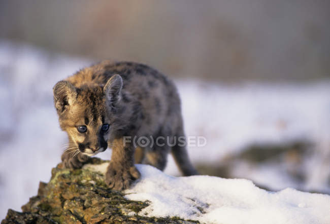 Puma-Kätzchen im Schnee stehend, Nahaufnahme. — Stockfoto