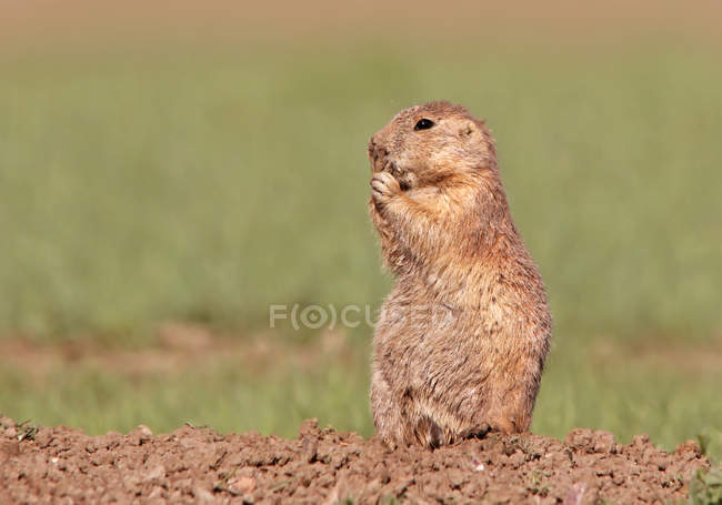 Black-tailed prairie dog eating at burrow in grassland meadow — Stock Photo