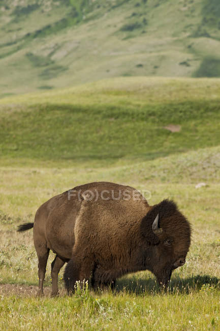 Bisonte-das-planícies pastando no prado verde no Parque Nacional dos Lagos de Waterton, Alberta, Canadá — Fotografia de Stock