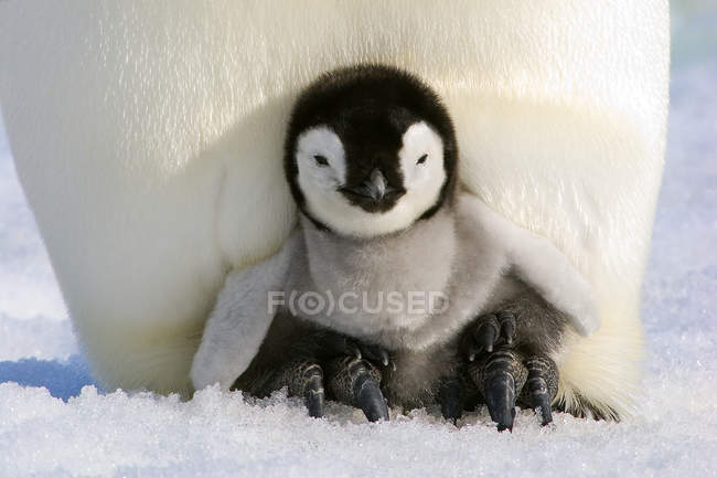 Закри імператорського пінгвіна Чик відпочиваючи на дорослого ноги, сніг пагорбі острова, Weddell море, Антарктида — стокове фото