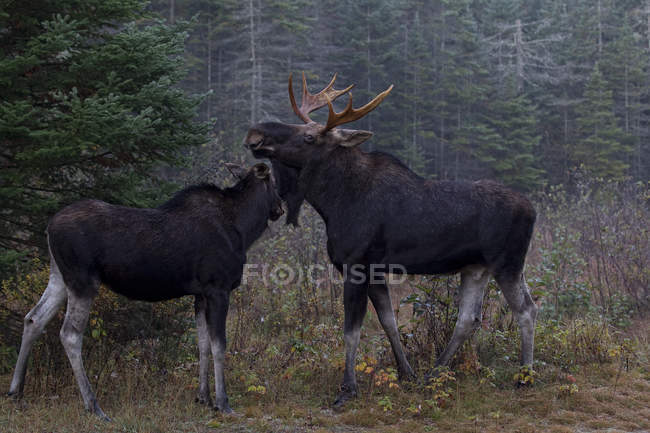 Пара лосей во время ритуального сезона, провинциальный парк Алгонкин, Онтарио, Канада . — стоковое фото