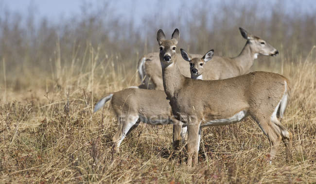 Herd of female White-tailed Deer in sunlight — Stock Photo