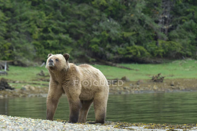 Urso Grizzly cheirar ar durante a época de acasalamento . — Fotografia de Stock
