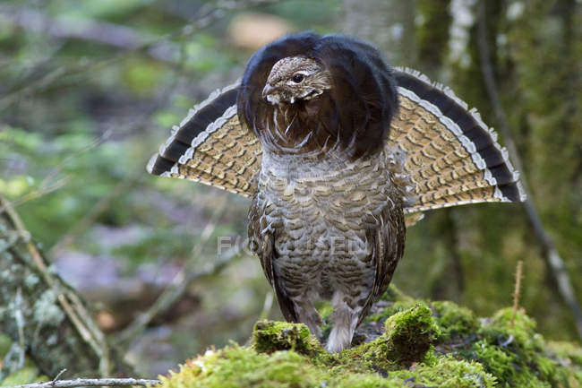 Ruffed grouse drumming from log in forest, close-up — Stock Photo