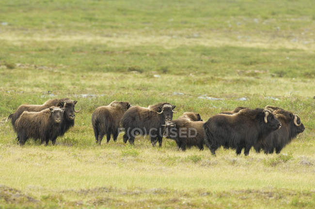 Moschusherde auf Sommer-Tundra, Felchensee, Nordwest-Territorien, Kanada — Stockfoto
