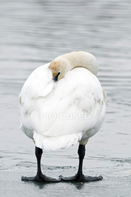 Trumpeter swan with head in feathers on river bank. — Stock Photo