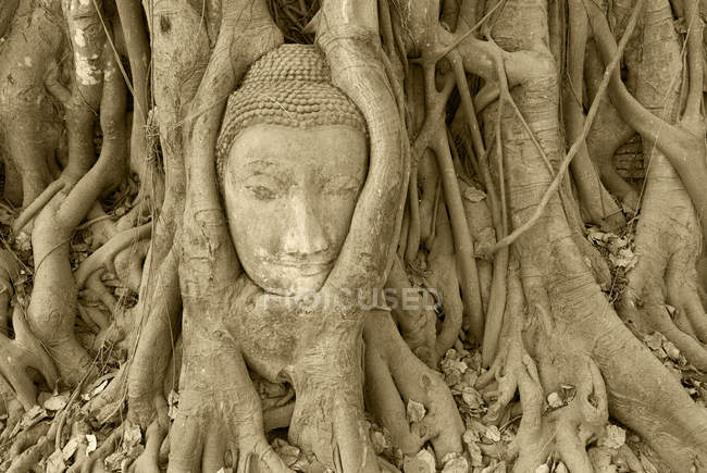 Buddha carving covered by tree roots at temple of Wat Phra Mahathat, Ayuthaya, Thailand. — Stock Photo