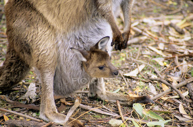 Western gray kangaroo joey and adult animal, Kangaroo Island, Austrália — Fotografia de Stock