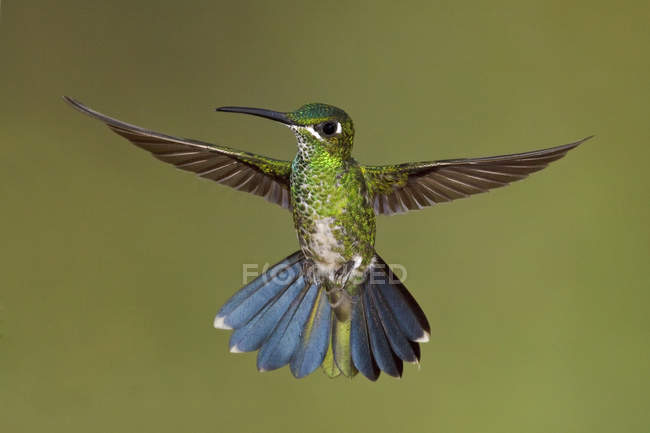 Colibrí brillante de corona verde volando, de cerca . - foto de stock