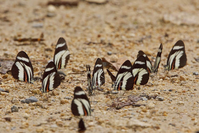 Бабочки сидят на песчаной земле, крупным планом — стоковое фото