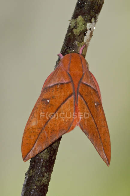 Close-up of exotic moth perched on branch in tropical forest. — Stock Photo
