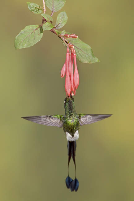 Rufous-booted racket-tail hummingbird flying while feeding at flowering plant in tropical forest. — Stock Photo