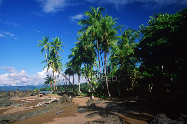 Пляж с пальмами возле Дрейк-Бей в Национальном парке Корковадо, Коста-Рика — стоковое фото