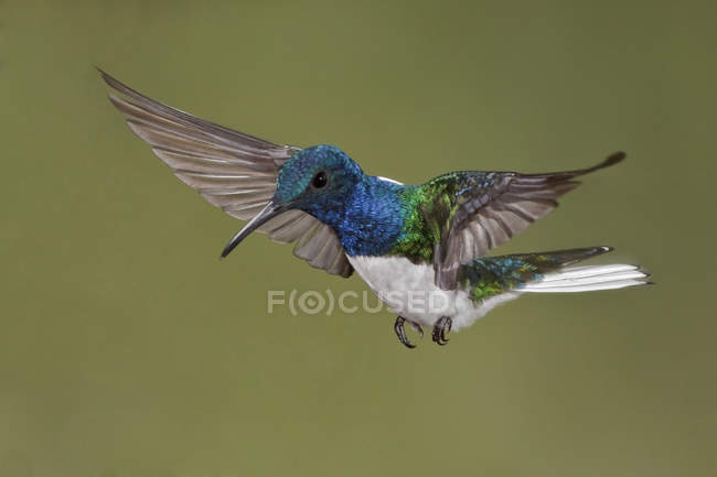 Giacobino dal collo bianco colibrì alette in bilico all'aperto . — Foto stock