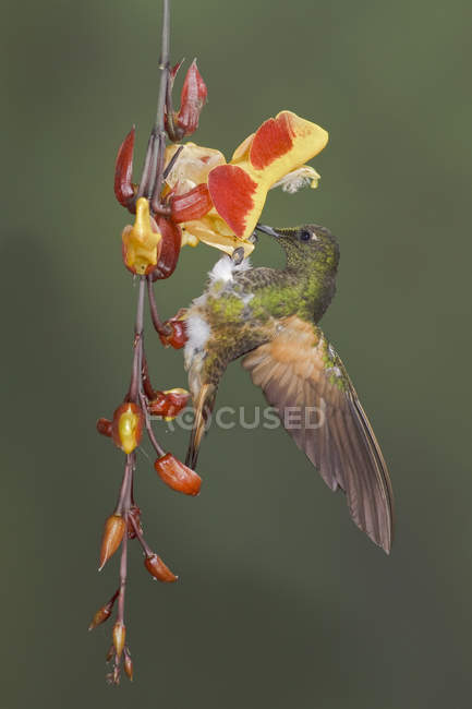 Buff-tailed coronet hummingbird feeding at flowers while flying, close-up. — Stock Photo