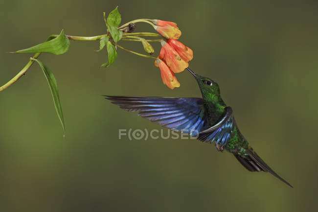 Gran colibrí zafiro volando y alimentándose de flores, vista lateral
. - foto de stock