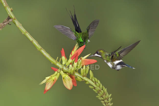 Two green thorntail hummingbirds feeding at flowers while flying in tropical forest. — Stock Photo