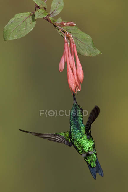 Західні смарагдовий колібрі годування на квітка під час польоту. — стокове фото