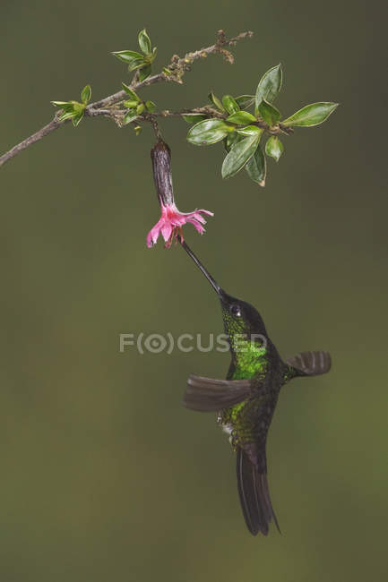 Buff-winged starfrontlet flying and feeding at flower in rain forest. — Stock Photo