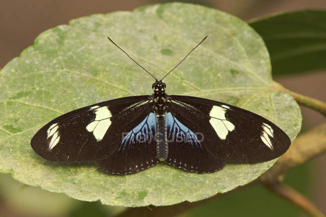 Черная бабочка сидит на листьях растений, крупным планом — стоковое фото